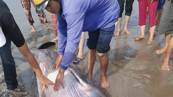 Cá voi 300kg trôi dạt vào bờ biển tại Trà Vinh