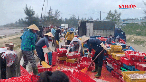 Cá cơm được đưa vào bờ biển xã Kỳ Ninh