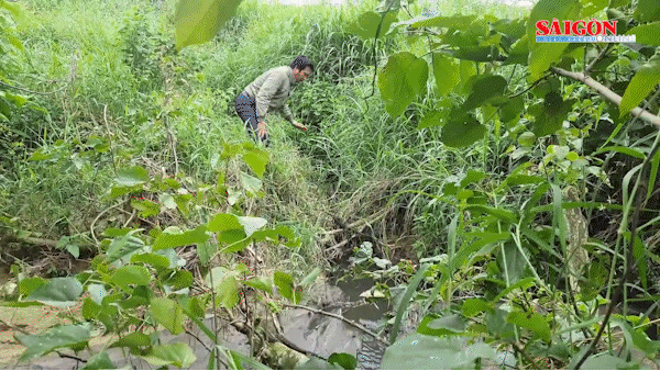Vụ trang trại heo gây ô nhiễm ở Phú Yên: Giám sát chặt chẽ, xử lý nghiêm vi phạm