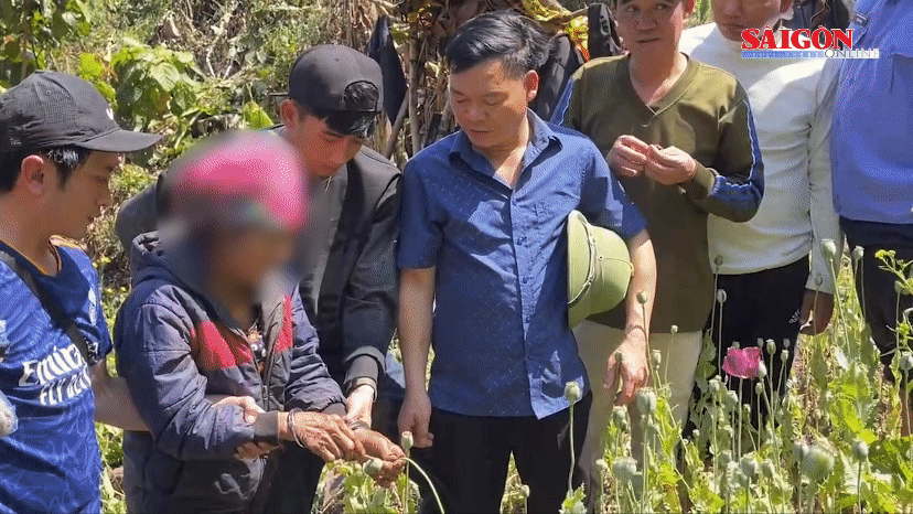 Tìm ra “chủ nhân” của nương thuốc phiện bí mật trồng hơn 3.200 cây ở tỉnh Lai Châu