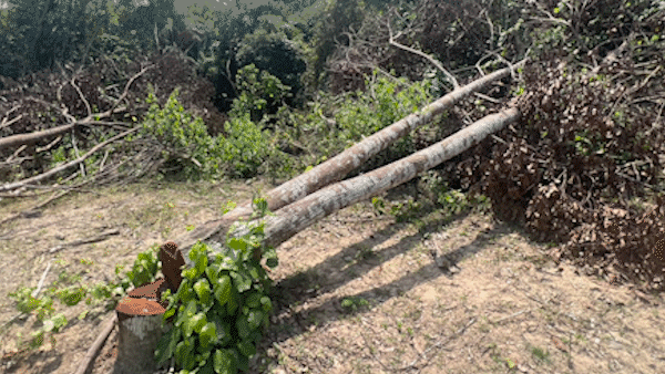 Vụ cưa hạ 165 cây sao đen ở Bình Định: Đã có kết quả giám định thiệt hại rừng
