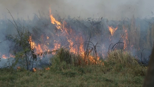 Cháy cỏ trong Khu công nghệ cao TPHCM, nhiều hộ dân bị ảnh hưởng