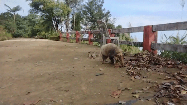 Cá thể lửng lợn Đông Dương xuất hiện tại Vườn quốc gia Bạch Mã