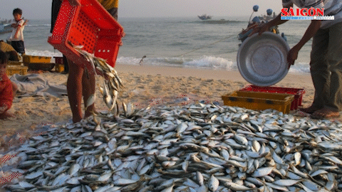 Quảng Bình: Một xã biển đạt doanh thu hải sản hơn 50 tỷ đồng sau một tháng đánh bắt