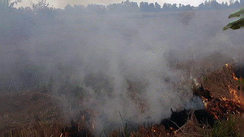Bạc Liêu: Một người dân ngạt khói tử vong khi đốt rơm trên đồng ruộng