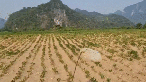 Quảng Bình: Hàng chục héc ta hoa màu chết khô vì nắng nóng