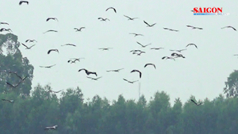 Đàn cò ốc hàng ngàn con bay trắng trời ở Đồng Tháp