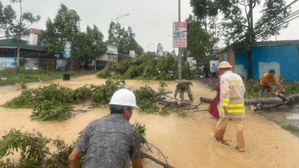 Lâm Đồng: Mưa lớn làm đổ nhiều cây xanh, tốc mái nhà dân