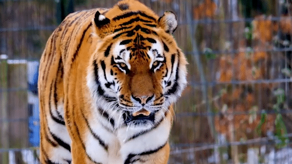 Quảng Bình: Xác minh việc hổ xuất hiện trong rừng Đìu Đo