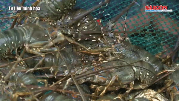 Phú Yên: Tôm hùm, cá lồng lại chết hàng loạt