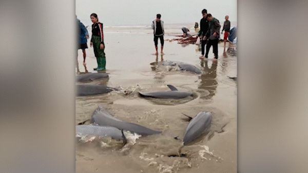 19 con cá heo mắc lưới ngư dân được thả về biển 