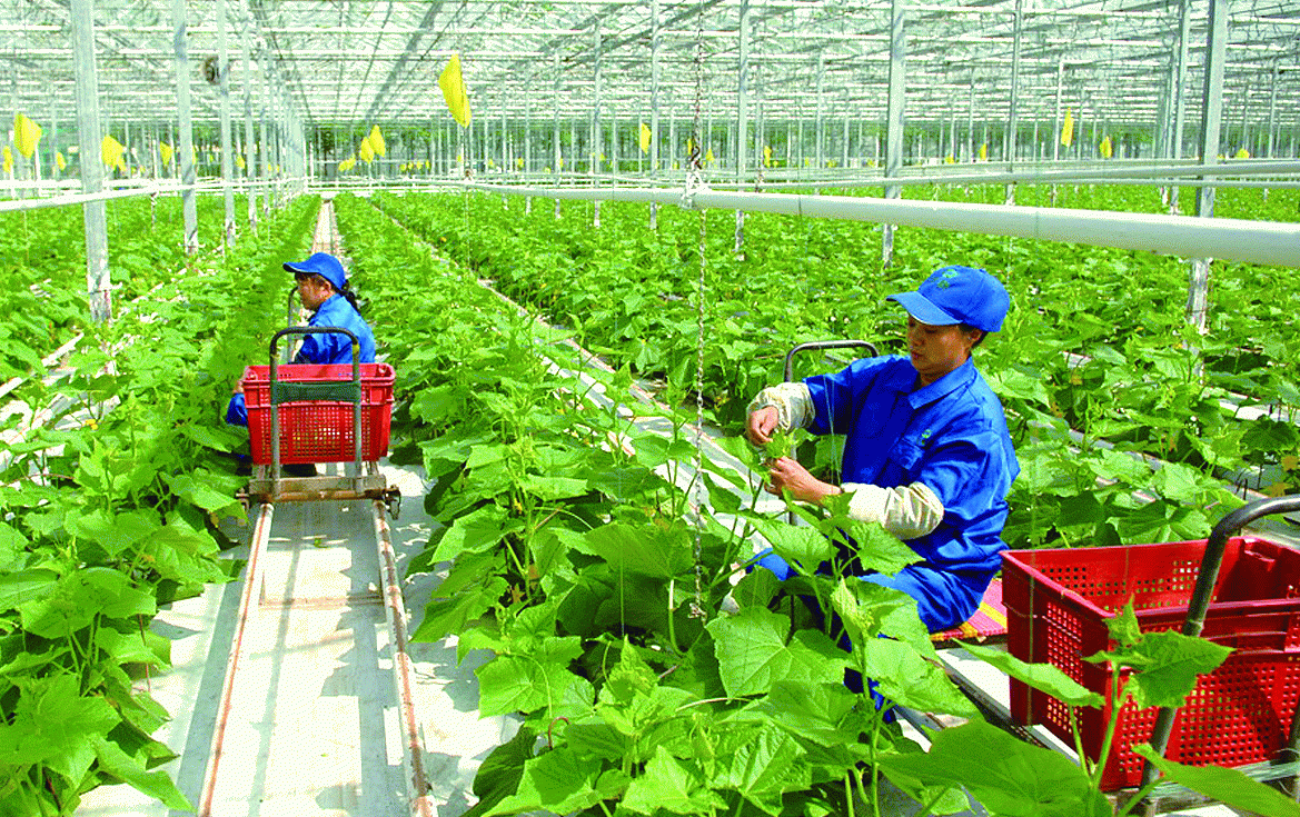 Việt Nam hướng đến là trung tâm chế biến sâu của nông nghiệp thế giới năm 2030