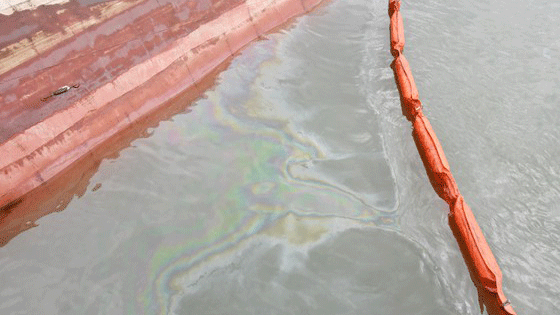 Váng dầu phía trong phao quây trong sự cố tràn dầu tại Cần Giờ, TPHCM hồi tháng 10-2019