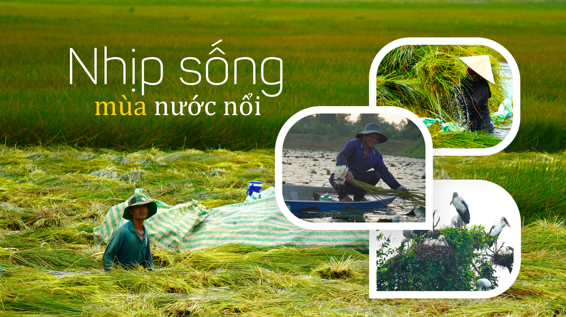 Nhịp sống mùa nước nổi