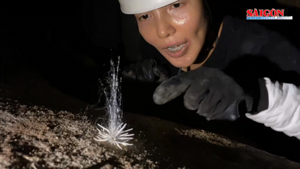 Quảng Bình: Nhờ nhà khoa học thẩm định sinh vật lạ trong hang động ở Phong Nha - Kẻ Bàng