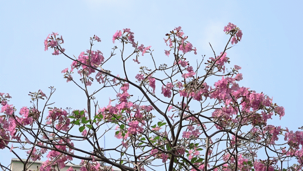 TPHCM “đẹp nao lòng” khi mùa hoa kèn hồng nở rộ