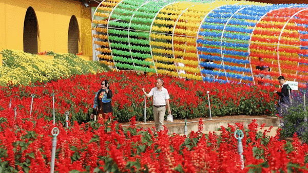 Không khí lễ hội tưng bừng ở Đà Lạt, hơn 500.000 chậu hoa khoe sắc cho du khách thưởng lãm