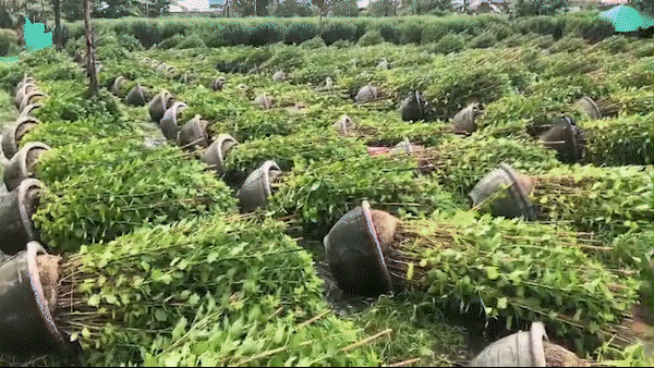 Gió lốc bất ngờ càn quét các làng hoa trồng cúc tết ở Bình Định, Phú Yên