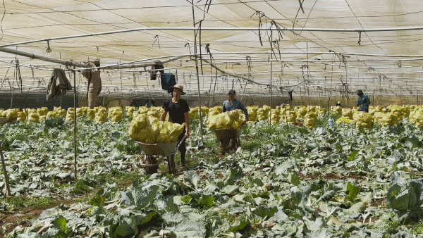 Nông dân vựa rau Lâm Đồng tất bật thu hoạch ngày cuối năm
