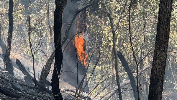 Vụ cháy rừng ở Đà Lạt: Phát sinh cháy mới ngay chân đèo Mimosa