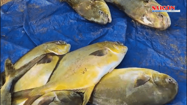 Ngư dân trúng đậm 1,2 tấn cá chim vây vàng