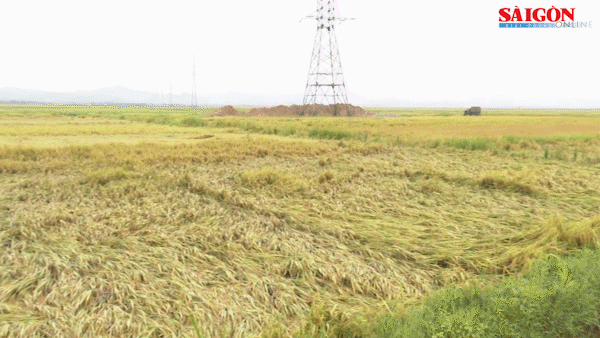 Quảng Bình: Tranh thủ thu hoạch hơn 2.000ha lúa ngã đổ do mưa dông