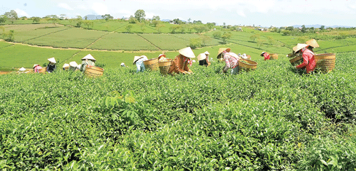 Đồi trà Bảo Lộc xanh mướt. Thu hái búp chè tươi. Nguyên liệu chế biến chè xanh Bảo Lộc. Cây trà đã tạo việc làm và thu nhập ổn định cho người dân địa phương. Chế biến trà cao cấp. Sao khô trà Oolong trong máy sao thùng quay. Thương hiệu trà Bảo Lộc được nhận nhiều giải thưởng chất lượng. Thưởng thức cách pha và hương vị trà nổi tiếng. Màu sắc đặc trưng trà Bảo Lộc. Đồi trà Bảo Lộc xanh mướt. Thu hái búp chè tươi. Nguyên liệu chế biến chè xanh Bảo Lộc. Cây trà đã tạo việc làm và thu nhập ổn định cho người dân địa phương. Chế biến trà cao cấp. Sao khô trà Oolong trong máy sao thùng quay. Thương hiệu trà Bảo Lộc được nhận nhiều giải thưởng chất lượng. Thưởng thức cách pha và hương vị trà nổi tiếng. Màu sắc đặc trưng trà Bảo Lộc.