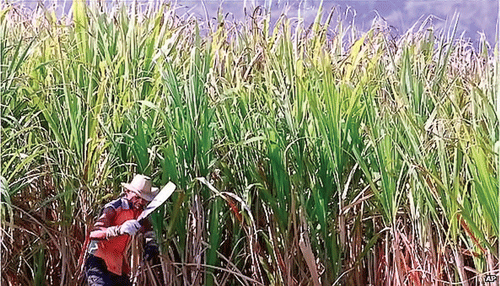 Kinh tế Cuba hiện vẫn phụ thuộc nhiều vào nông nghiệp. Kinh tế Cuba hiện vẫn phụ thuộc nhiều vào nông nghiệp.