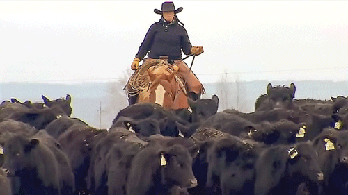 Những công ty súc sản như Miratorg hưởng lợi lớn nhờ đồng rúp mất giá.