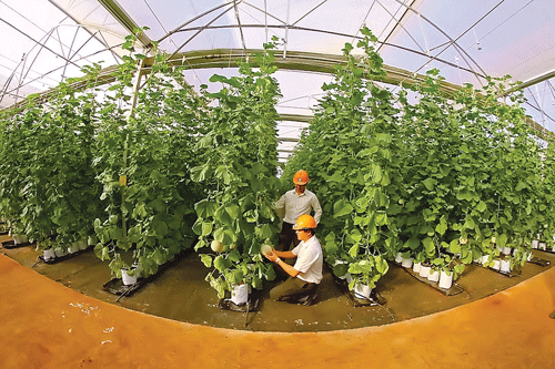 Cù lao Phố căng tràn sức sống ảnh 3 Cù lao Phố căng tràn sức sống ảnh 3