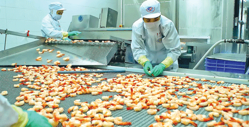 Chế biến tôm xuất khẩu. Chế biến tôm xuất khẩu.