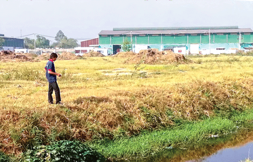 Câu cua, thú vui khá độc đáo ở vùng ngoại thành.