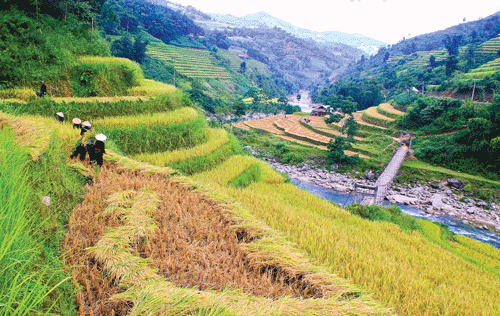 Phụ nữ vùng cao địu con đi dự lễ cơm mới tại Nhà văn hóa xã Bản Phùng. Máy tuốt lúa thay sức đập cơ bắp trước đây. Đổ thóc vào bao chuyển về nhà. Mùa gặt vùng cao. Phụ nữ vùng cao địu con đi dự lễ cơm mới tại Nhà văn hóa xã Bản Phùng. Máy tuốt lúa thay sức đập cơ bắp trước đây. Đổ thóc vào bao chuyển về nhà. Mùa gặt vùng cao.