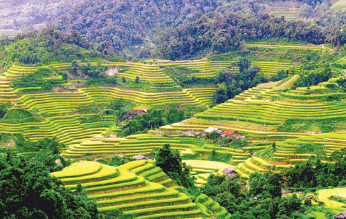 Năm 2012, Bộ Văn hóa - Thể thao - Du lịch đã chính thức công nhận ruộng bậc thang Hoàng Su Phì là Di sản văn hóa phi vật thể cấp quốc gia. Những thửa ruộng bậc thang đẹp nhất nằm trên địa bàn các xã Bản Phùng, Bản Luốc, Sán Sả Hồ, Hồ Thầu, Nậm Ty, Thông Nguyên. Ruộng bậc thang Thông Nguyên vào mùa lúa chín. Phụ nữ người La Chí thăm đồng.