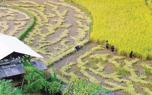 Năm 2012, Bộ Văn hóa - Thể thao - Du lịch đã chính thức công nhận ruộng bậc thang Hoàng Su Phì là Di sản văn hóa phi vật thể cấp quốc gia. Những thửa ruộng bậc thang đẹp nhất nằm trên địa bàn các xã Bản Phùng, Bản Luốc, Sán Sả Hồ, Hồ Thầu, Nậm Ty, Thông Nguyên. Ruộng bậc thang Thông Nguyên vào mùa lúa chín. Phụ nữ người La Chí thăm đồng. Năm 2012, Bộ Văn hóa - Thể thao - Du lịch đã chính thức công nhận ruộng bậc thang Hoàng Su Phì là Di sản văn hóa phi vật thể cấp quốc gia. Những thửa ruộng bậc thang đẹp nhất nằm trên địa bàn các xã Bản Phùng, Bản Luốc, Sán Sả Hồ, Hồ Thầu, Nậm Ty, Thông Nguyên. Ruộng bậc thang Thông Nguyên vào mùa lúa chín. Phụ nữ người La Chí thăm đồng.
