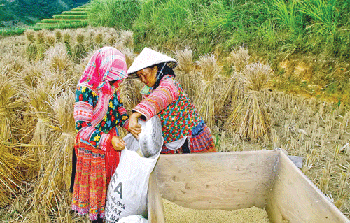 Phụ nữ vùng cao địu con đi dự lễ cơm mới tại Nhà văn hóa xã Bản Phùng. Máy tuốt lúa thay sức đập cơ bắp trước đây. Đổ thóc vào bao chuyển về nhà. Mùa gặt vùng cao. Phụ nữ vùng cao địu con đi dự lễ cơm mới tại Nhà văn hóa xã Bản Phùng. Máy tuốt lúa thay sức đập cơ bắp trước đây. Đổ thóc vào bao chuyển về nhà. Mùa gặt vùng cao.