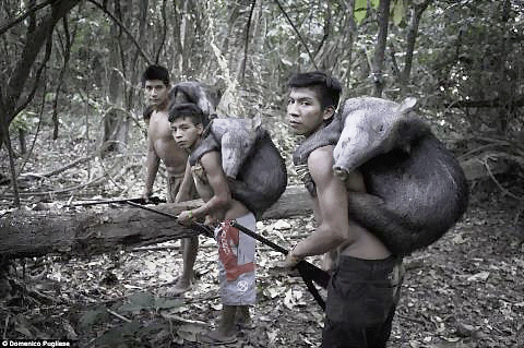Một phụ nữ trong tộc cho sóc bú. Những động vật hoang dã được coi như thành viên trong gia đình tại bộ lạc của người Awa. Bộ lạc Awa gần như không có tiếp xúc với thế giới bên ngoài. Nhưng cuộc sống hài hòa với thiên nhiên đó đang bị xói mòn, và có nguy cơ biến mất mãi mãi. Trong số hàng chục ngàn người Awa sống rải rác trên khắp tiểu bang Maranhao khi người Bồ Đào Nha đặt chân đến đây 500 năm trước, hiện chỉ còn khoảng 400 người. Hầu như tất cả trong số họ đều bị chết bởi dịch bệnh như bệnh đậu mùa, bệnh sởi và bệnh cúm mà thực dân mang tới. Những người sống sót thì bị bắt làm nô lệ và đưa vào làm việc trên các đồn điền trồng cao su và mía. Những động vật hoang dã cũng tham gia vào các công việc hàng ngày như tách hạt, hái quả. Một bô lạc của bộ lạc Awa. Người Awa bị buộc phải sống du canh du cư để thoát khỏi nạn diệt chủng. Hơn 200 năm sau đó, họ đã trở thành thợ săn lành nghề và biết cách để xây dựng nơi trú ẩn chỉ trong vài giờ để rồi rời bỏ đi ngay sau đó. Với lối sống du canh du cư như vậy, họ đã quên hết các kiến thức về nông nghiệp và thậm chí không nhớ cả cách tạo ra lửa. Em bé đang đang chơi với "thú cưng". Một phụ nữ trong tộc cho sóc bú. Những động vật hoang dã được coi như thành viên trong gia đình tại bộ lạc của người Awa. Bộ lạc Awa gần như không có tiếp xúc với thế giới bên ngoài. Nhưng cuộc sống hài hòa với thiên nhiên đó đang bị xói mòn, và có nguy cơ biến mất mãi mãi. Trong số hàng chục ngàn người Awa sống rải rác trên khắp tiểu bang Maranhao khi người Bồ Đào Nha đặt chân đến đây 500 năm trước, hiện chỉ còn khoảng 400 người. Hầu như tất cả trong số họ đều bị chết bởi dịch bệnh như bệnh đậu mùa, bệnh sởi và bệnh cúm mà thực dân mang tới. Những người sống sót thì bị bắt làm nô lệ và đưa vào làm việc trên các đồn điền trồng cao su và mía. Những động vật hoang dã cũng tham gia vào các công việc hàng ngày như tách hạt, hái quả. Một bô lạc của bộ lạc Awa. Người Awa bị buộc phải sống du canh du cư để thoát khỏi nạn diệt chủng. Hơn 200 năm sau đó, họ đã trở thành thợ săn lành nghề và biết cách để xây dựng nơi trú ẩn chỉ trong vài giờ để rồi rời bỏ đi ngay sau đó. Với lối sống du canh du cư như vậy, họ đã quên hết các kiến thức về nông nghiệp và thậm chí không nhớ cả cách tạo ra lửa. Em bé đang đang chơi với "thú cưng".