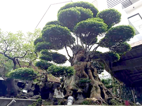 Tán và cành cây được tạo nhiều thế khác nhau, trong đó nổi bật là thế âm dương, ngũ hành.