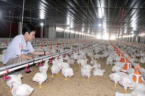 Người nuôi gà công nghiệp đang gặp rất nhiều khó khăn do giá bán giảm sâu dưới giá thành, nhiều trang trại thua lỗ nặng.