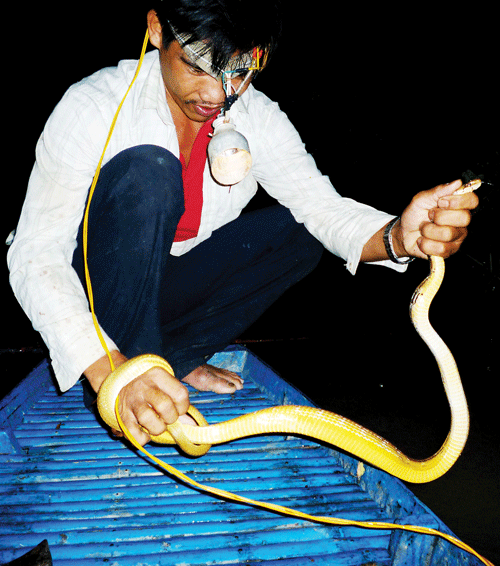 Thạch tóm được con rắn hổ ngựa gần 1kg. Thạch tóm được con rắn hổ ngựa gần 1kg.