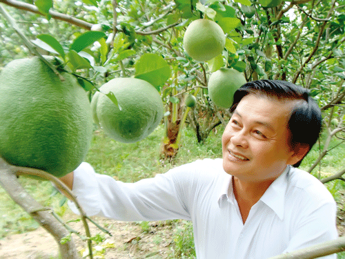 Ông Chín Hưng luôn dành thời gian xuống các vườn BDX. Ông Chín Hưng luôn dành thời gian xuống các vườn BDX.