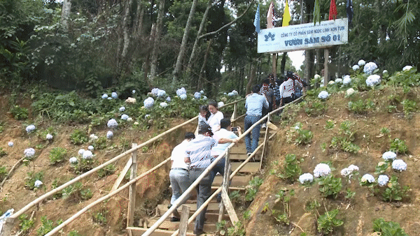 Quốc bảo Sâm Ngọc Linh: Củ, lá, hạt đều có giá trị kinh tế cao