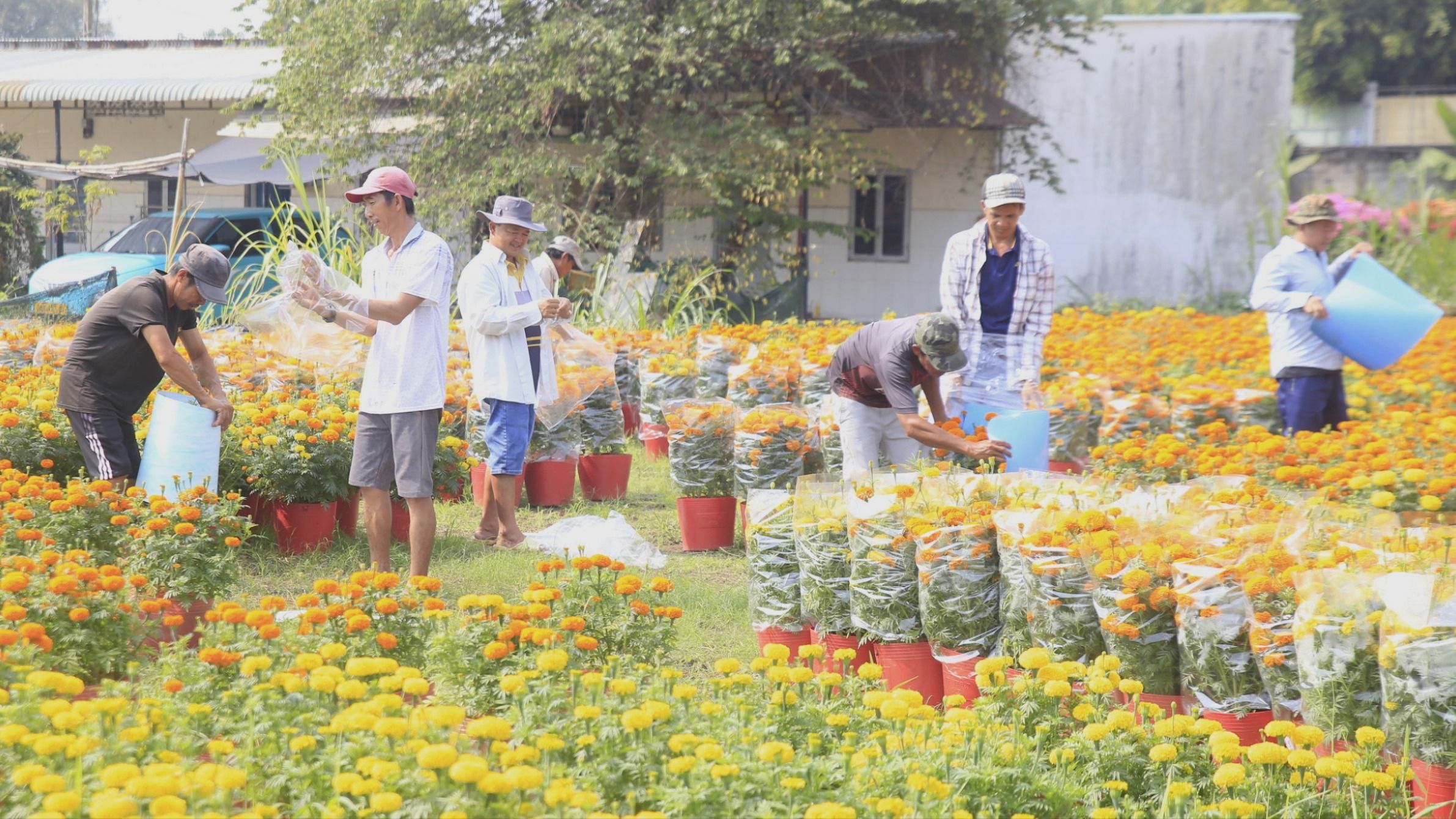 Nhà vườn TP Biên Hòa xuất bán hoa tết tại vườn. Ảnh: VĂN PHONG