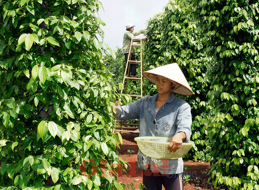 India will re-consider Vietnamese pepper imports as pepper fails piperine content (Photo: SGGP)