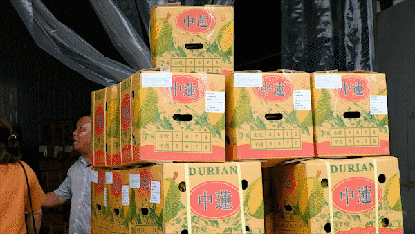 Lam Dong Province officially exports first batch of 70 tons of durian to China