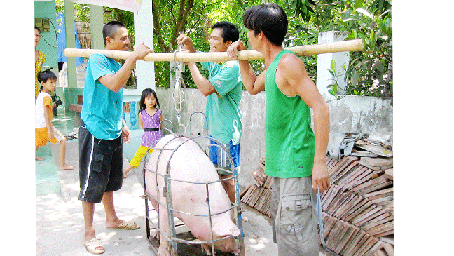 Tỉnh Tiền Giang mở nhiều điểm bán thịt heo sạch phục vụ người dân và giải cứu người nuôi heo… Ảnh: HUỲNH LỢI