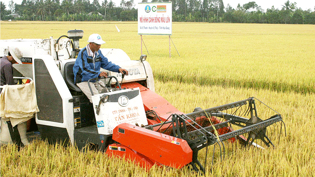 Mô hình cánh đồng lớn của Hậu Giang ngày càng phát huy hiệu quả. Ảnh: CAO PHONG