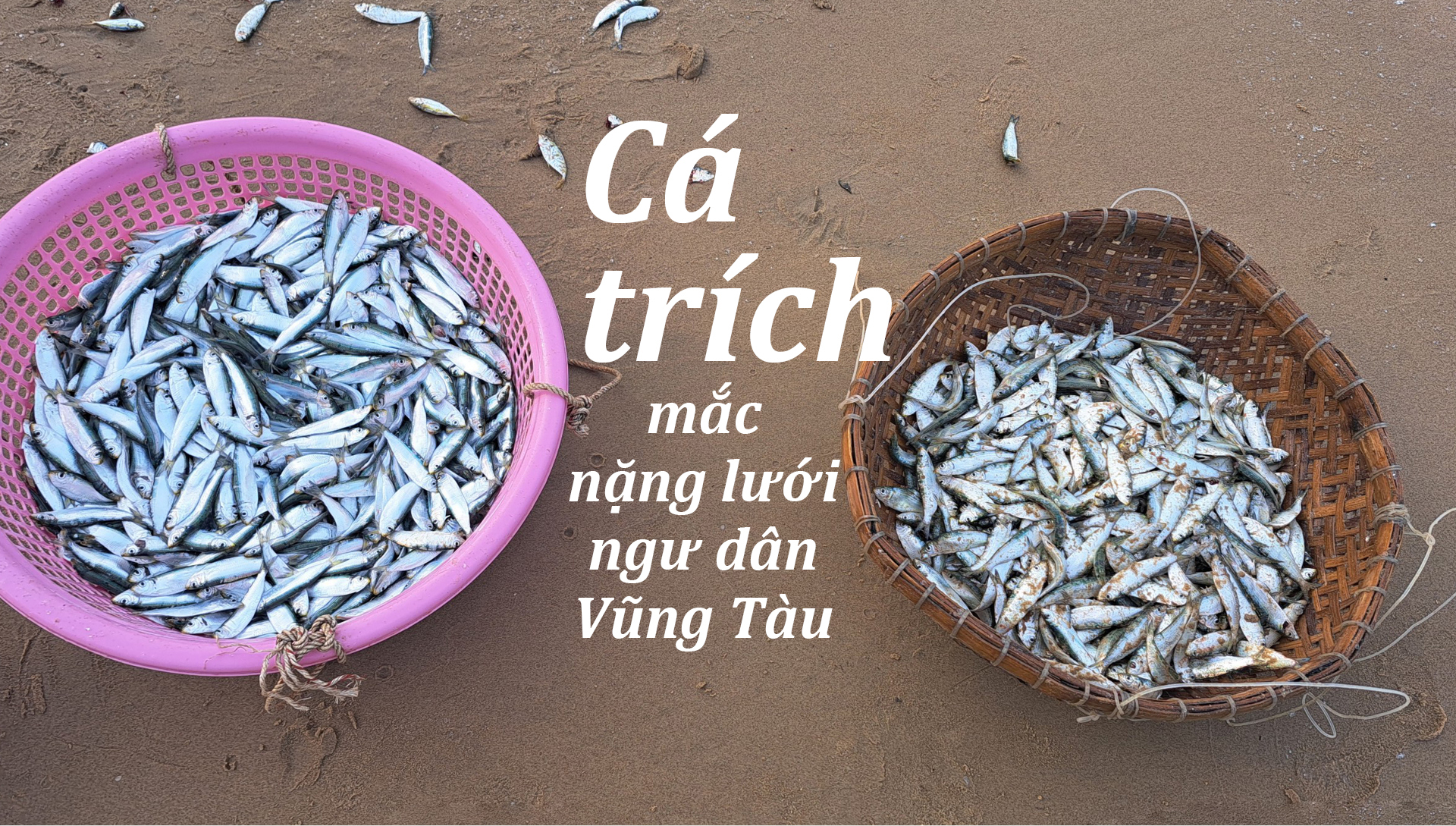 Cá trích mắc nặng lưới ngư dân Vũng Tàu