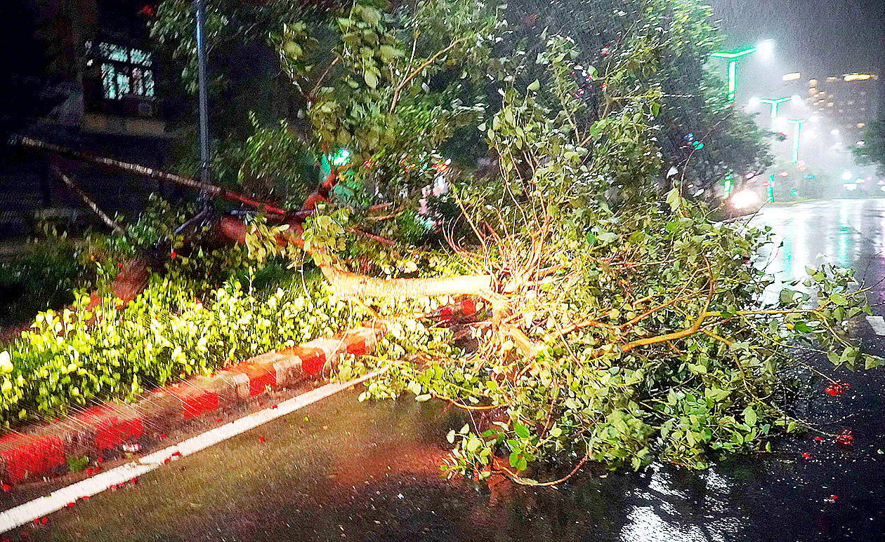 Trees uprooted in Tuy Hoa city, Phu Yen province when typhoon Nakri made landfall in the area on November 10 (Photo: SGGP)