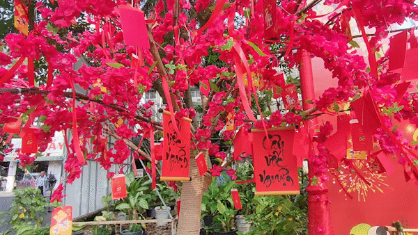 Homey Tet for homesick patients